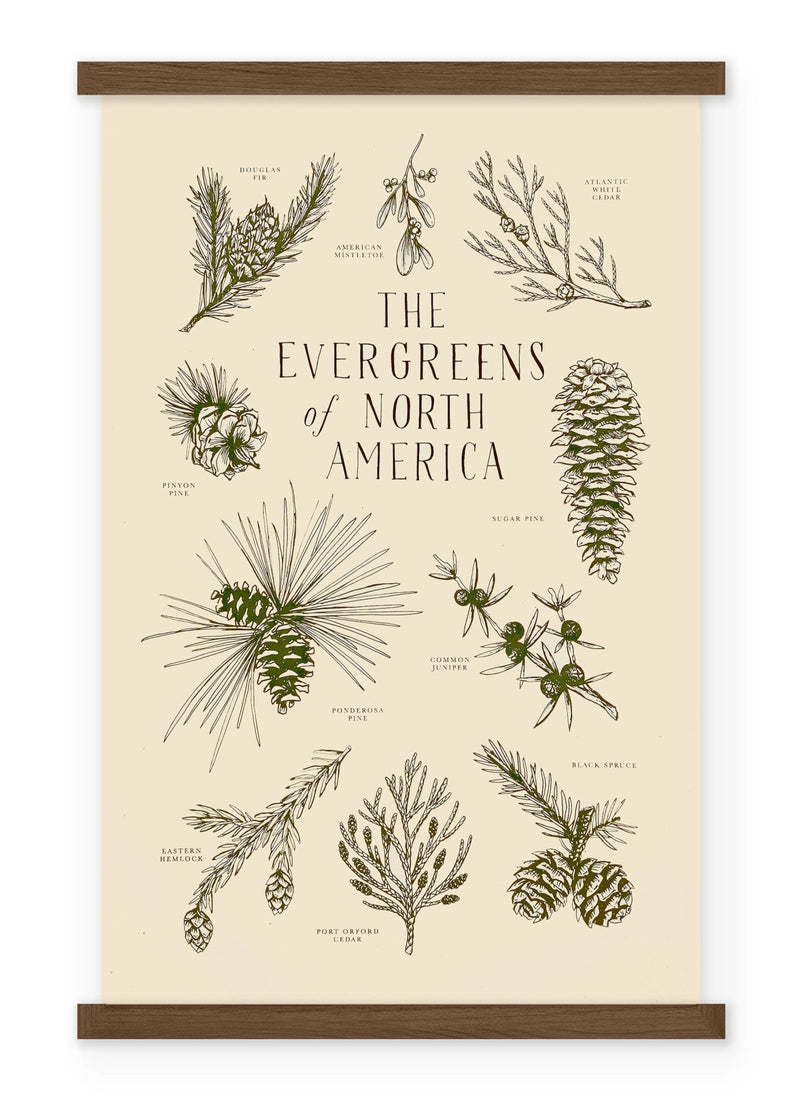 Evergreens of North America - Pinecone Trading Co.