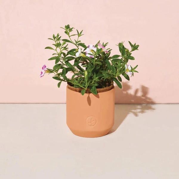 Festive Pointsettia Terracotta Grow Kit - Pinecone Trading Co.