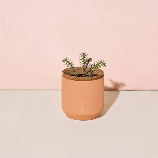Nordic Spruce Terracotta Grow Kit - Pinecone Trading Co.